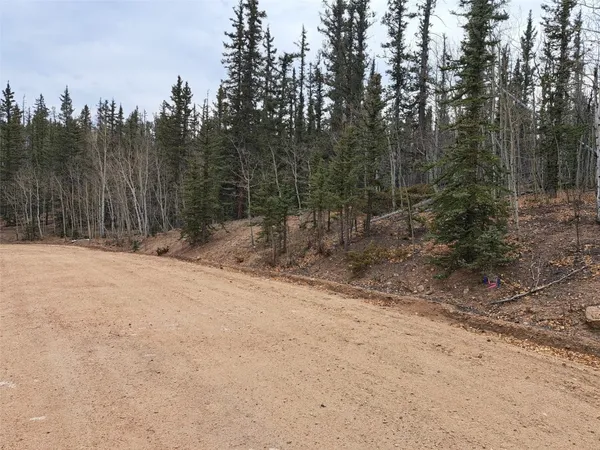 a view of a forest filled with trees