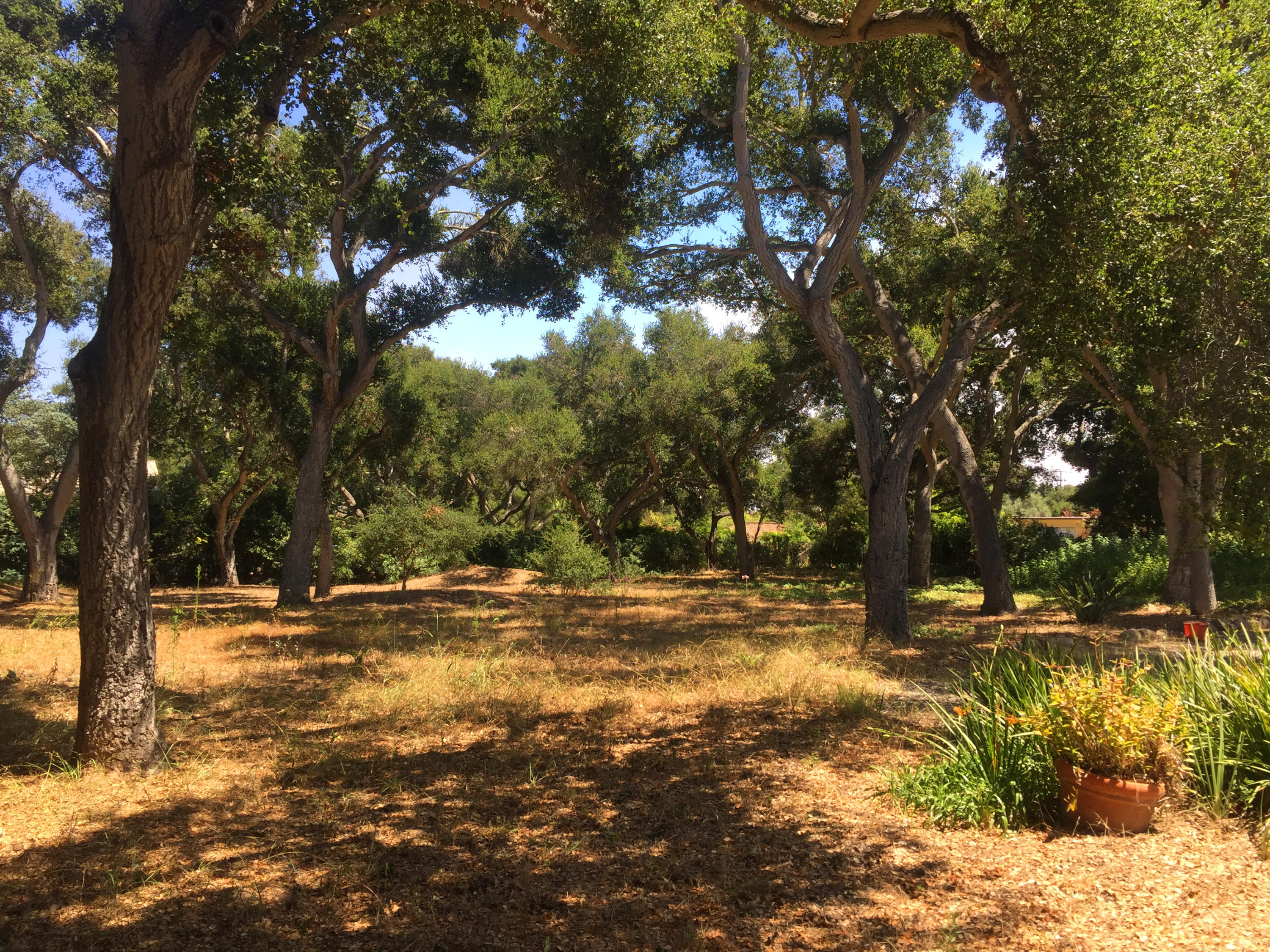 240 Oak Road Santa Barbara, CA 93108 - Photo 5 of 5 a view of yard with trees
