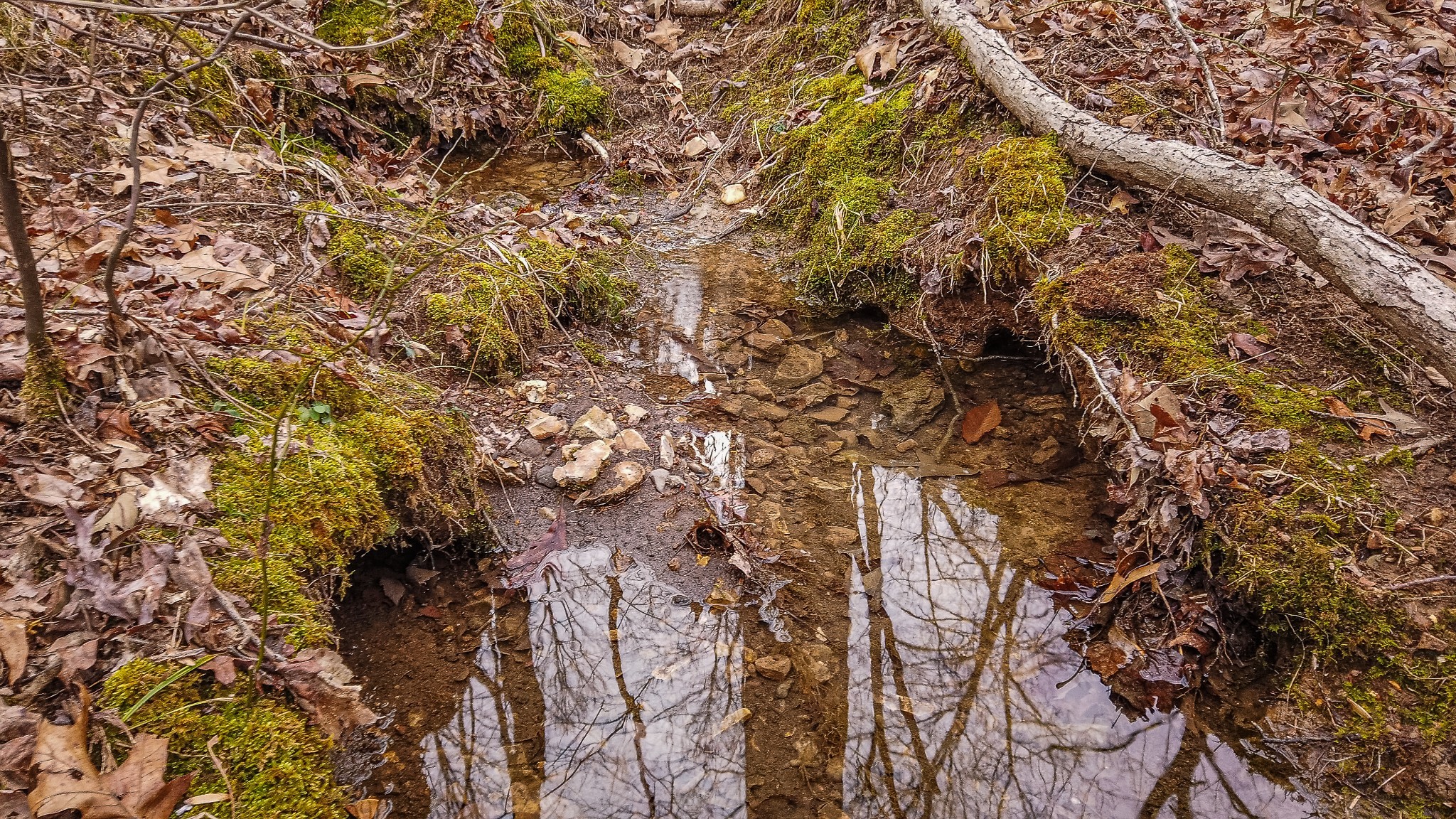 0 Bell Hollow Road Vanleer, TN 37181 - Photo 11 of 18 a picture of tree