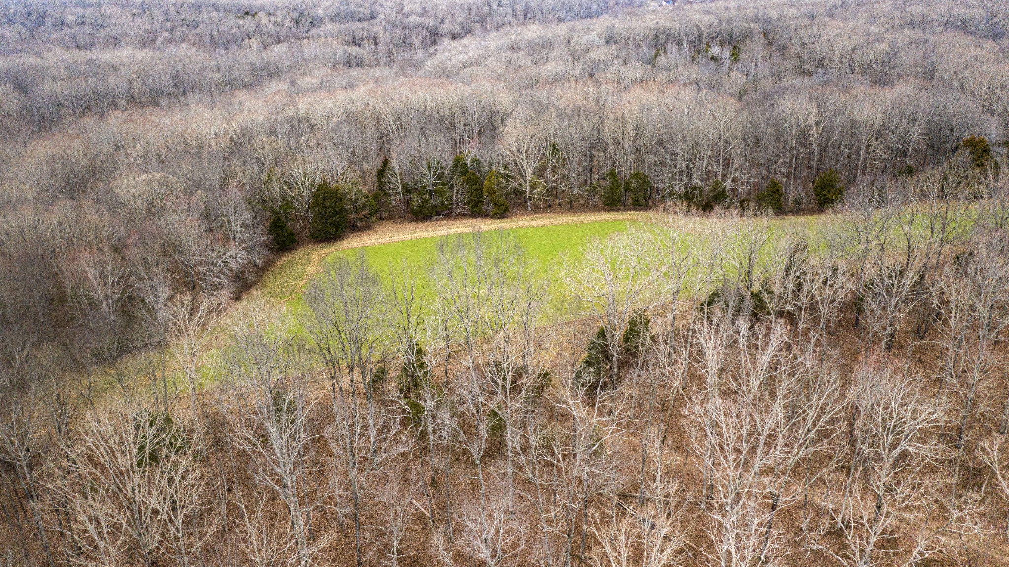 0 Bell Hollow Road Vanleer, TN 37181 - Photo 14 of 18 a view of a yard with large trees