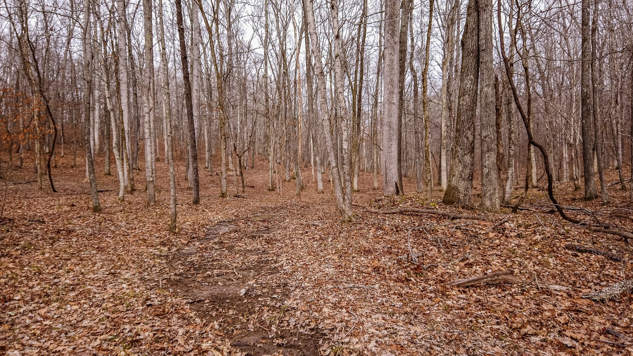 0 Bell Hollow Road Vanleer, TN 37181 - Photo 2 of 18 a view of small space with wooden fence