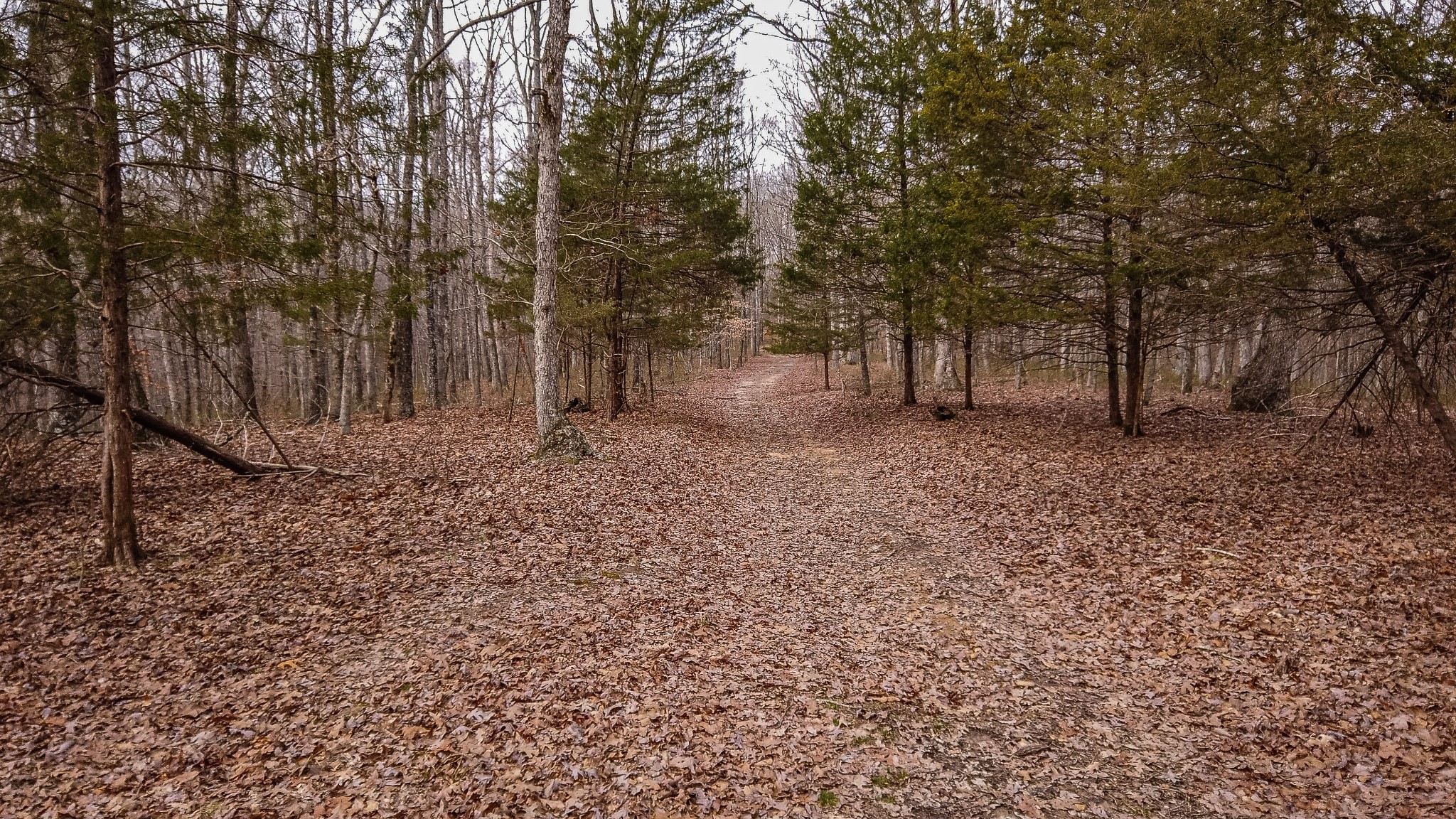 0 Bell Hollow Road Vanleer, TN 37181 - Photo 3 of 18 a backyard of a house with lots of green space