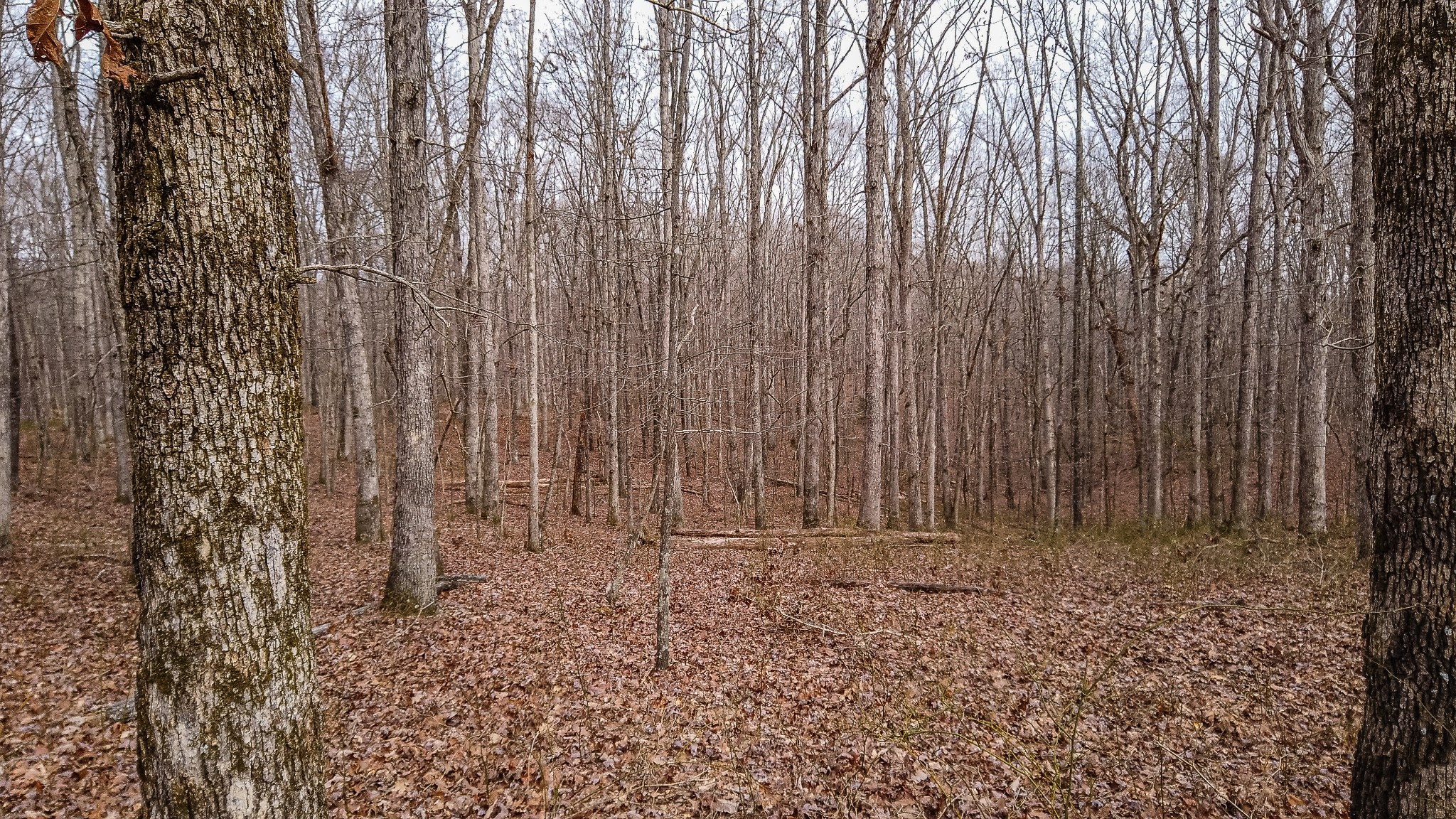 0 Bell Hollow Road Vanleer, TN 37181 - Photo 4 of 18 a view of wooden fence