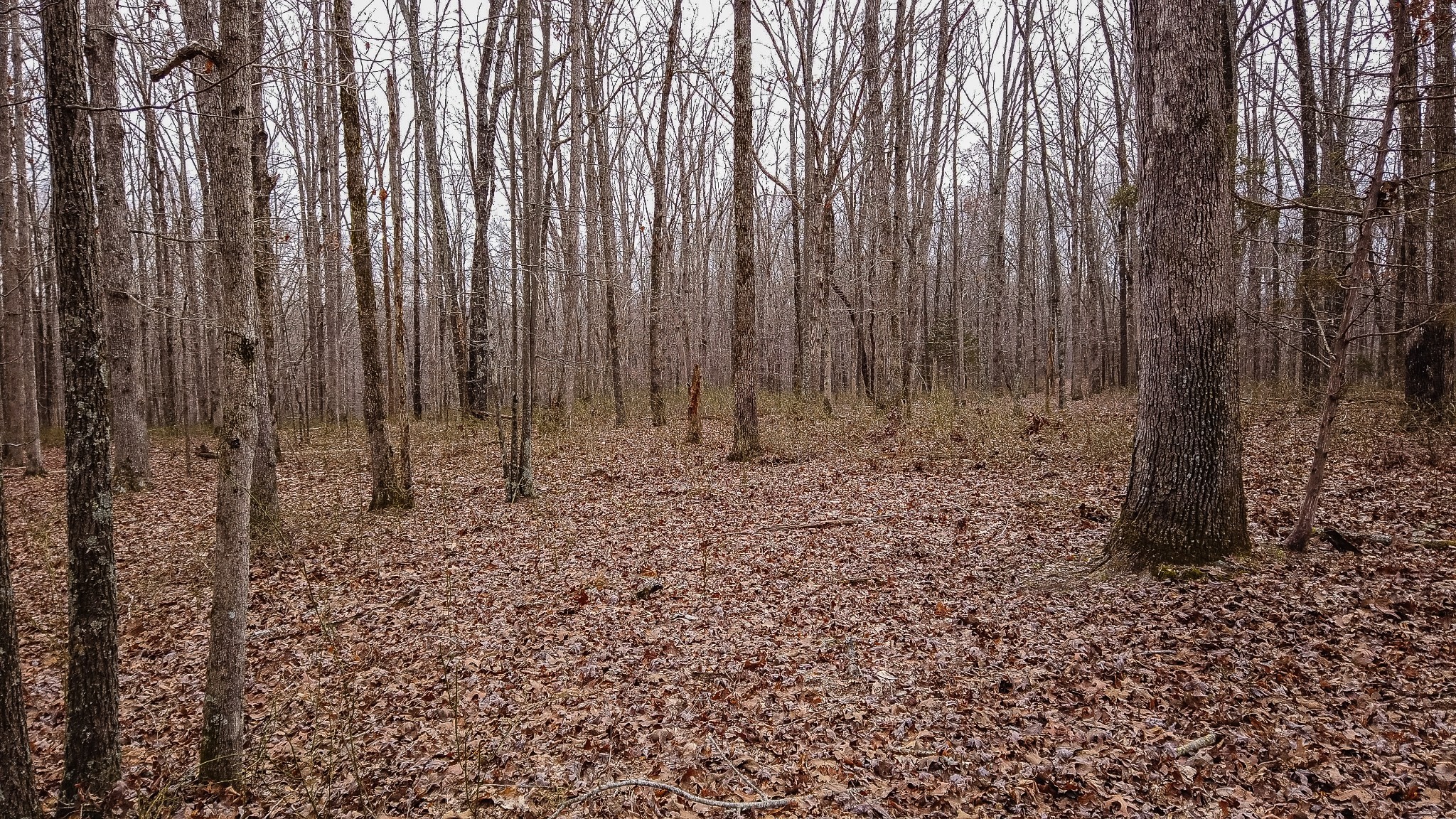0 Bell Hollow Road Vanleer, TN 37181 - Photo 5 of 18 a view of wooden fence