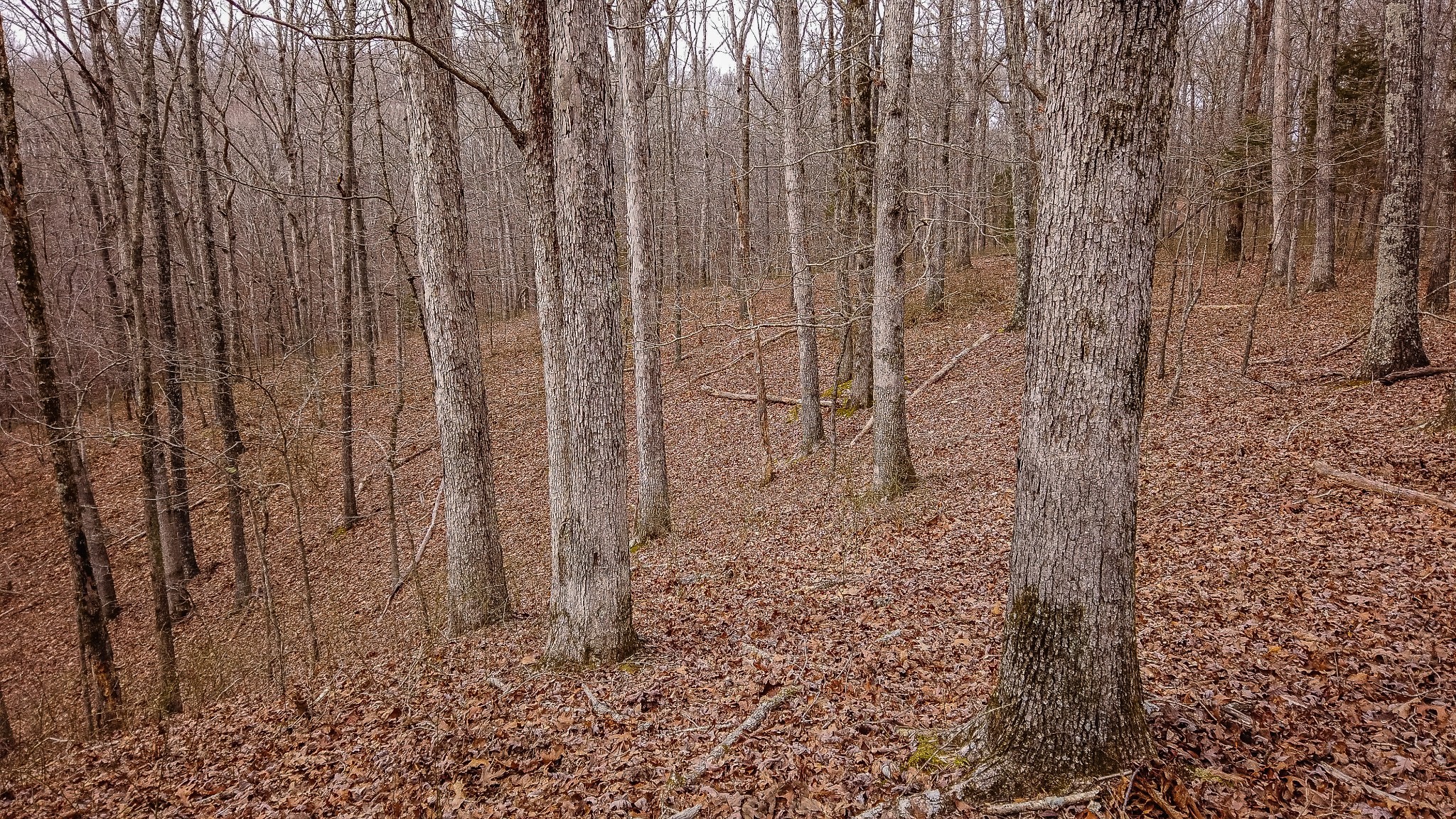 0 Bell Hollow Road Vanleer, TN 37181 - Photo 6 of 18 a bathroom with a shower