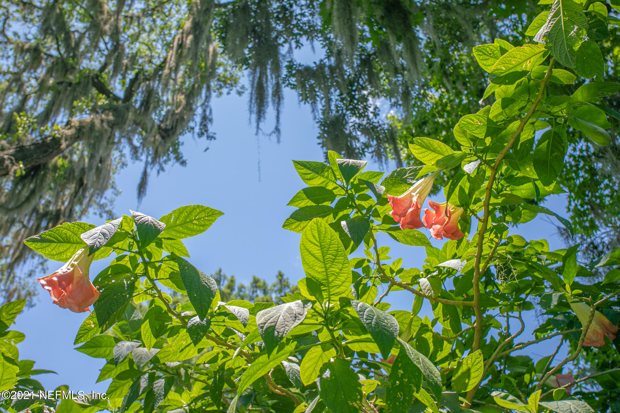 4877 Raggedy Point Road Orange Park, FL 32003 - Photo 55 of 76 4877 Raggedy Point Rd (60).jpg-FULL