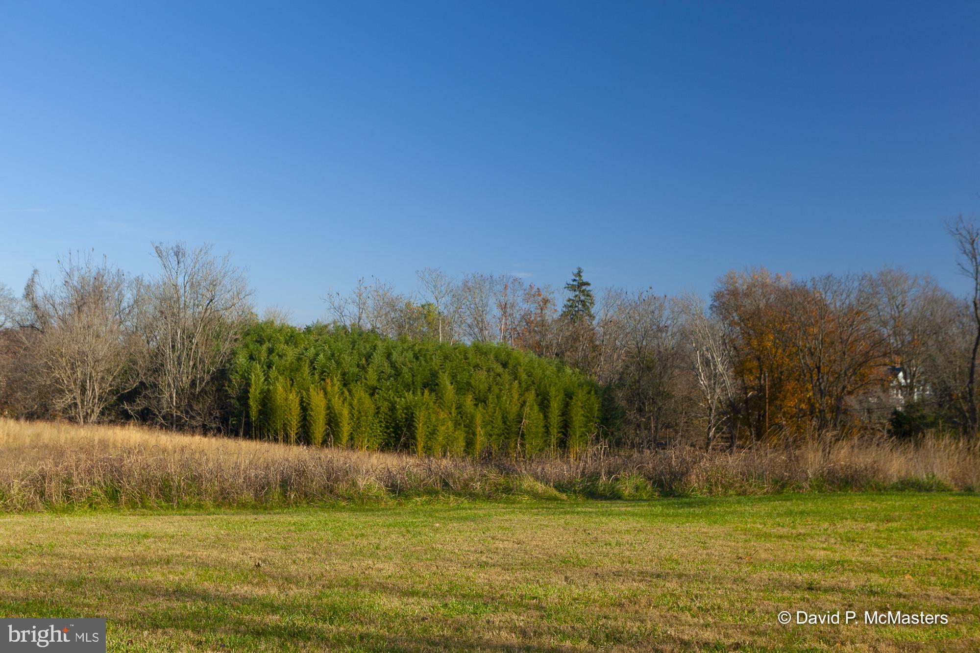 River Road Shepherdstown, WV 25443 - Photo 4 of 12 Bamboo stand near rear boundary of property