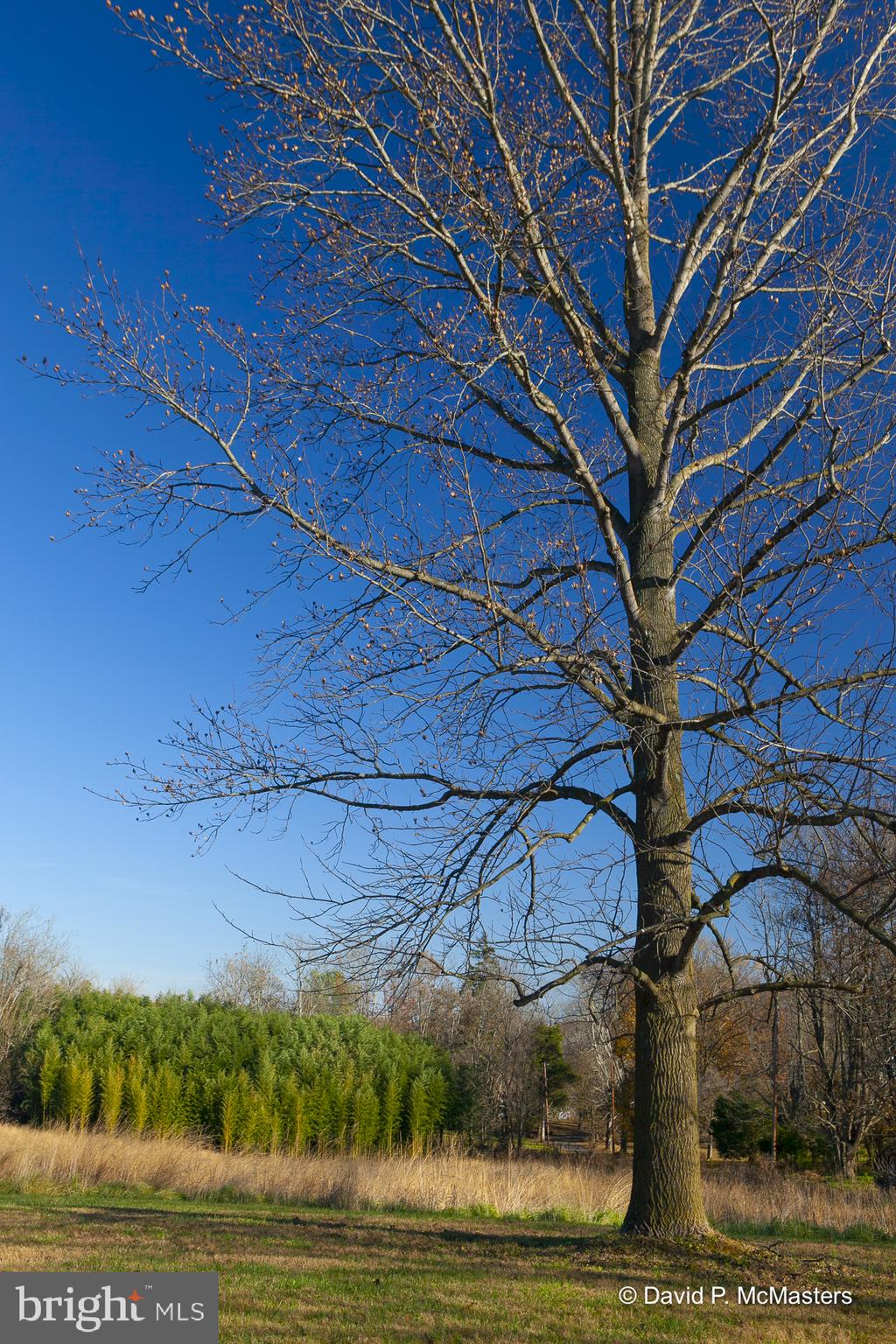 River Road Shepherdstown, WV 25443 - Photo 9 of 12 Mature trees