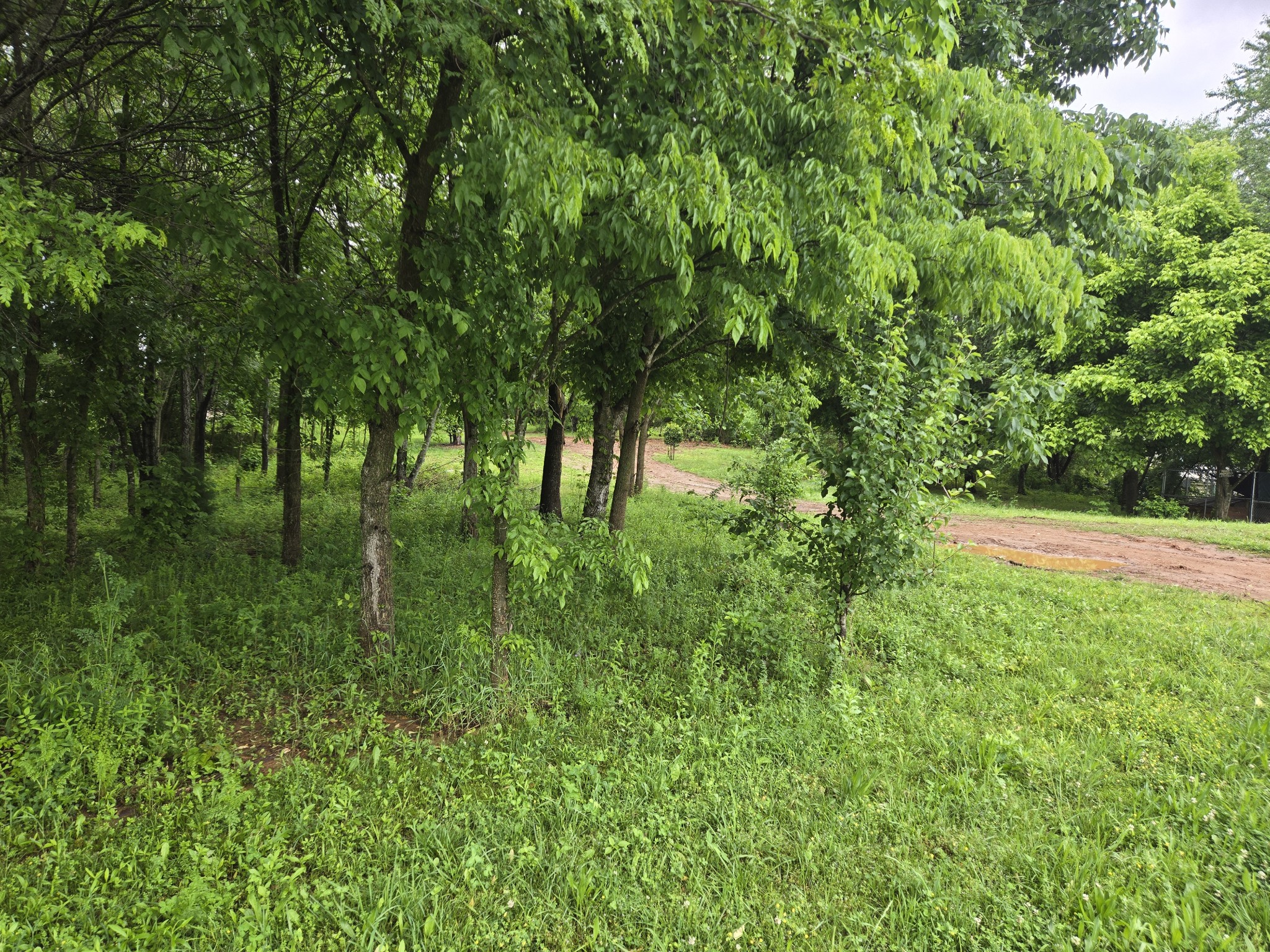 6241 Green Road Springfield, TN 37172 - Photo 4 of 5 a view of backyard with green space