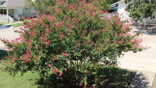 a view of a flower in a garden
