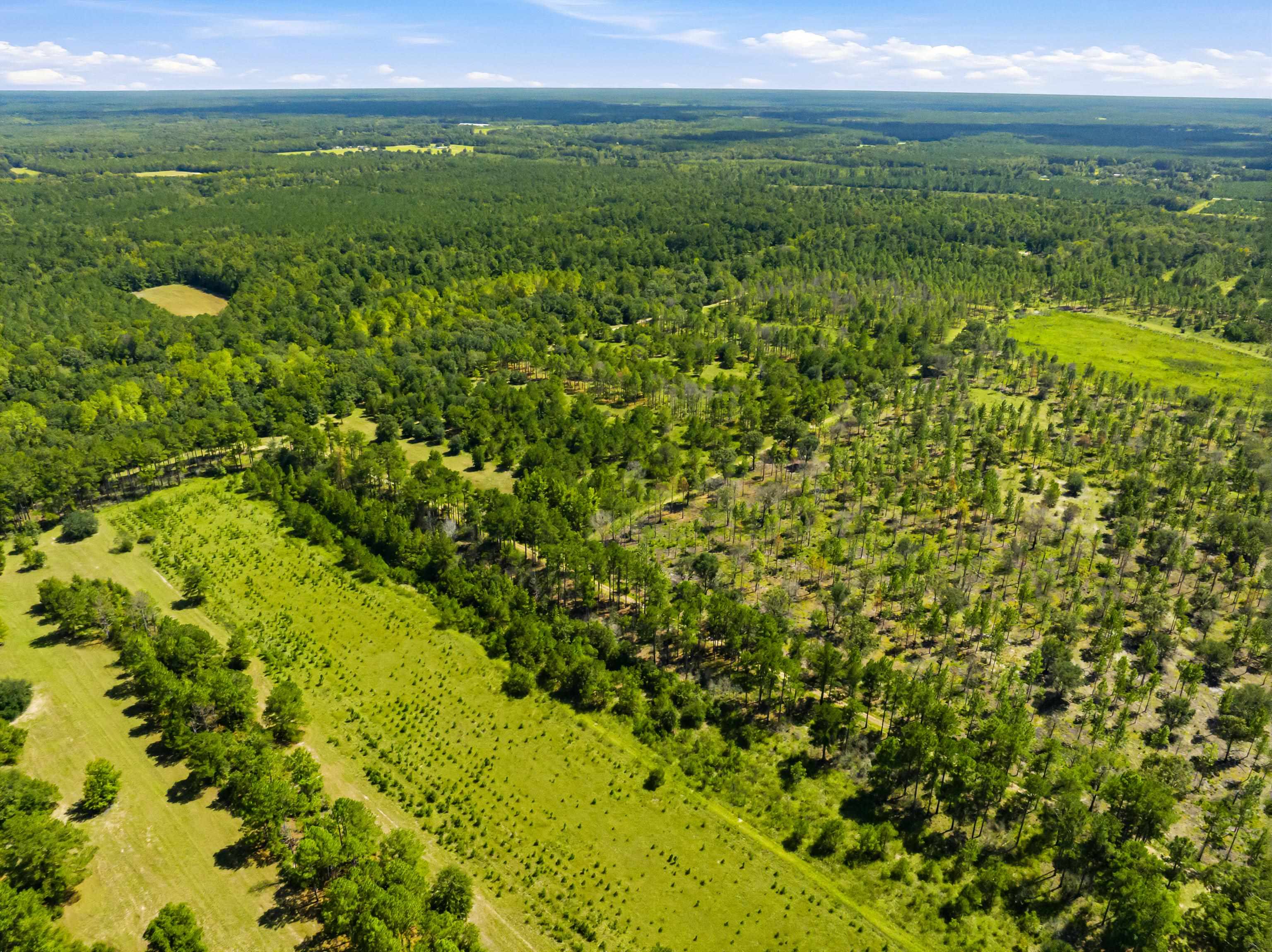 1569 Dave Plowden Pond Road Manning, SC 29102 - Photo 33 of 92 Gallery Image 33