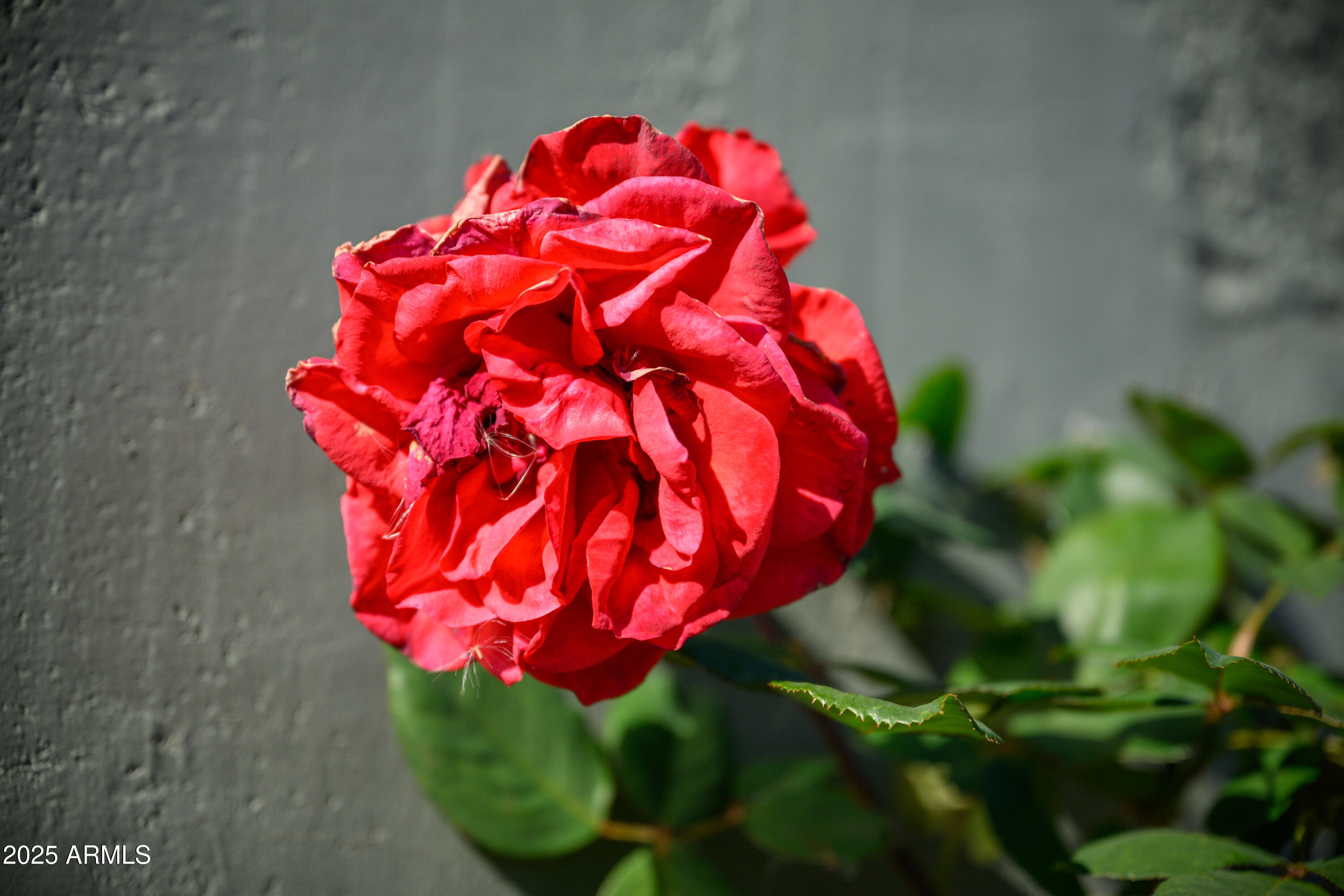 1450 Rocky Knolls Road Cottonwood, AZ 86326 - Photo 19 of 39 1450 Rocky Knolls-21