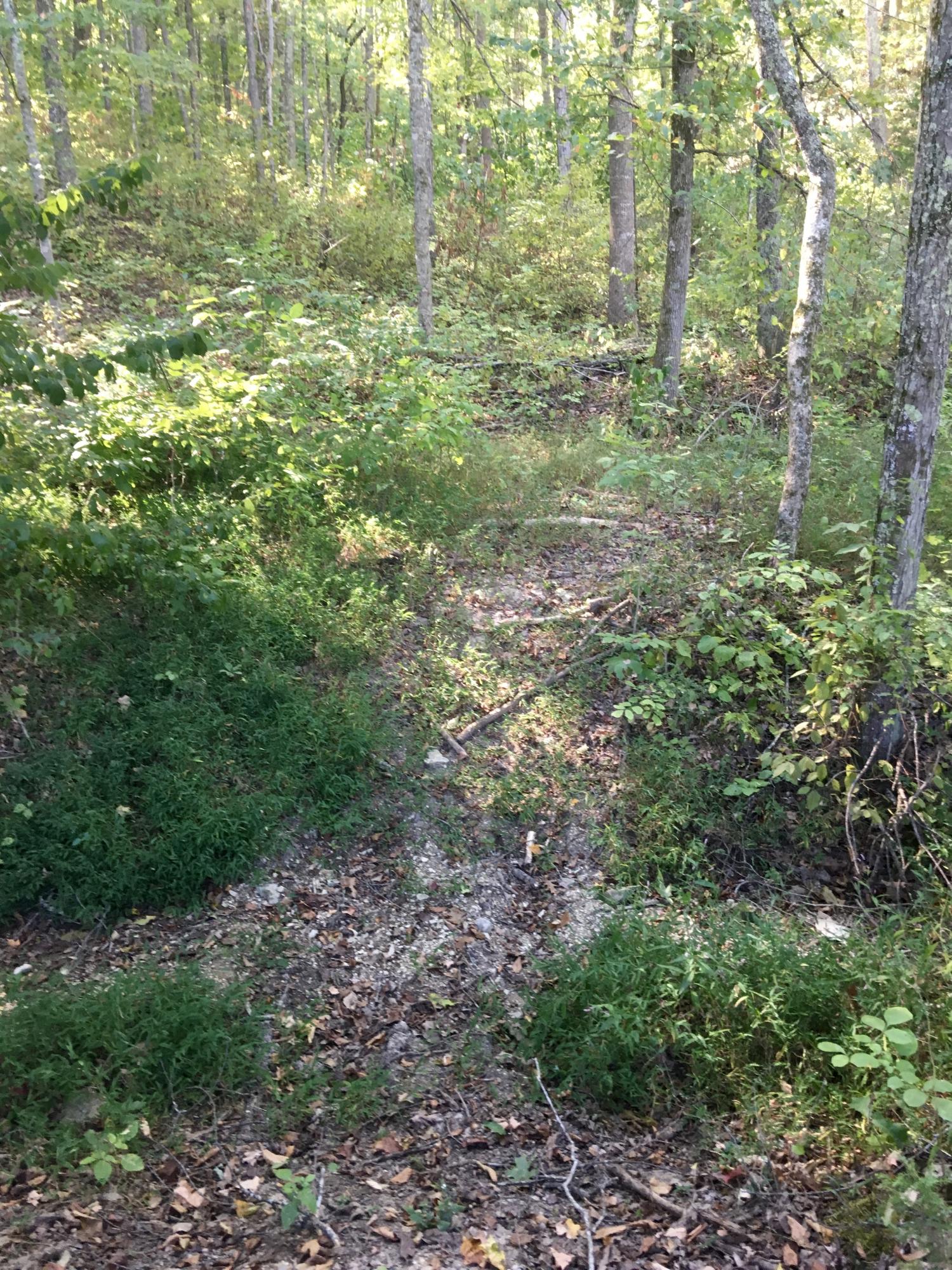 104-acres Rocky Springs Road Bean Station, TN 37708 - Photo 22 of 35 IMG_8521