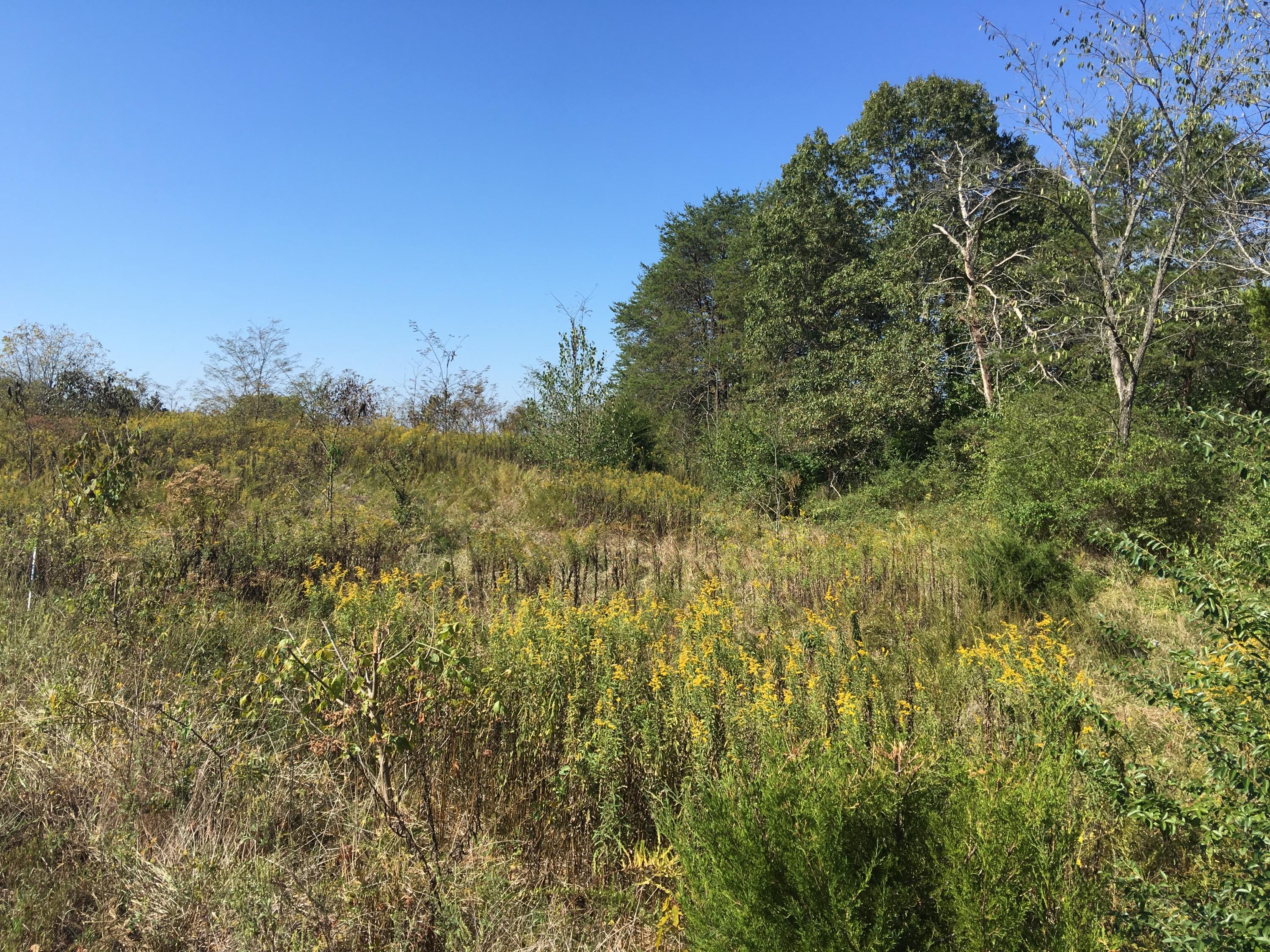104-acres Rocky Springs Road Bean Station, TN 37708 - Photo 31 of 35 land lays great