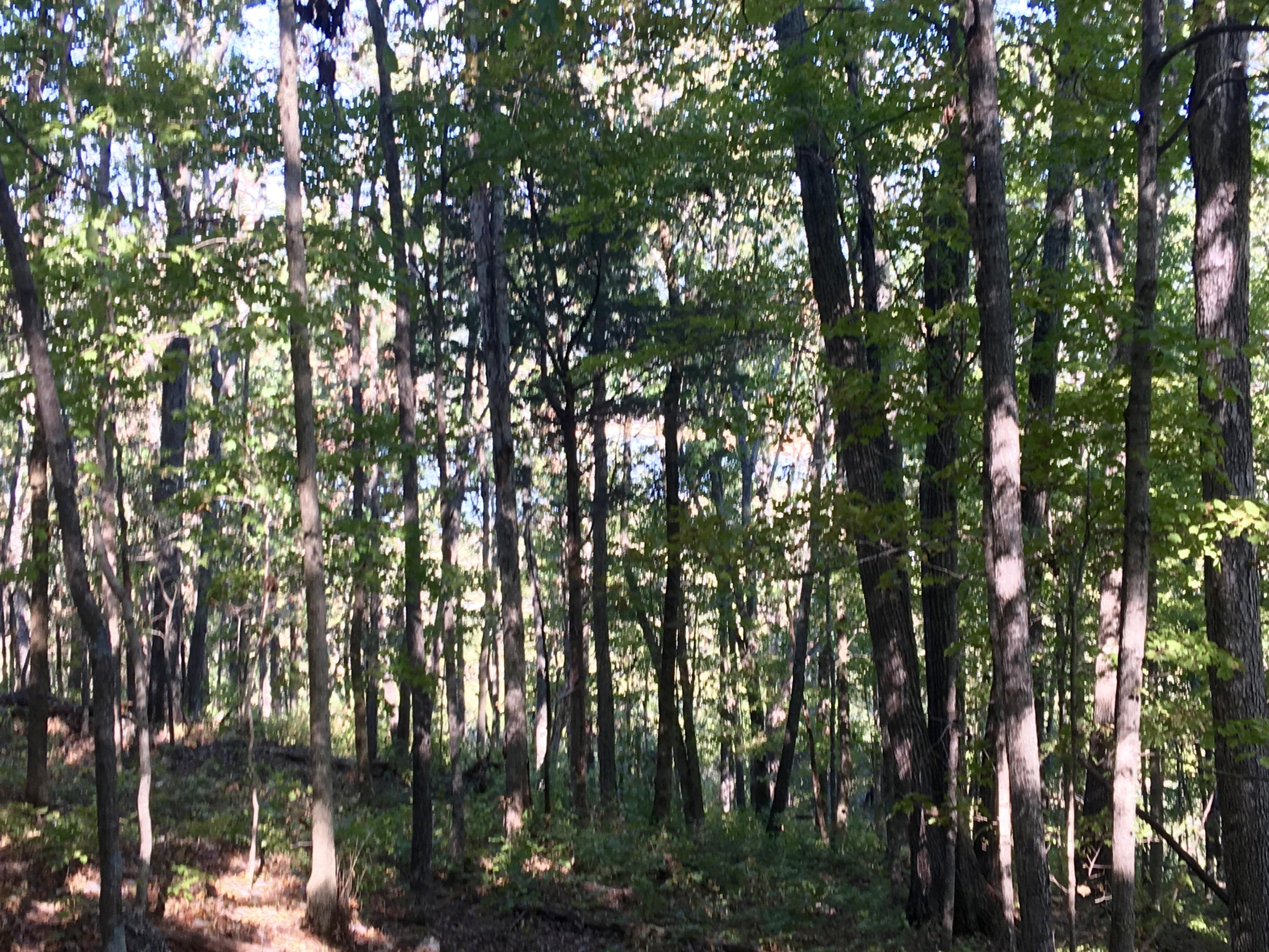 104-acres Rocky Springs Road Bean Station, TN 37708 - Photo 33 of 35 open this up for views of the lake