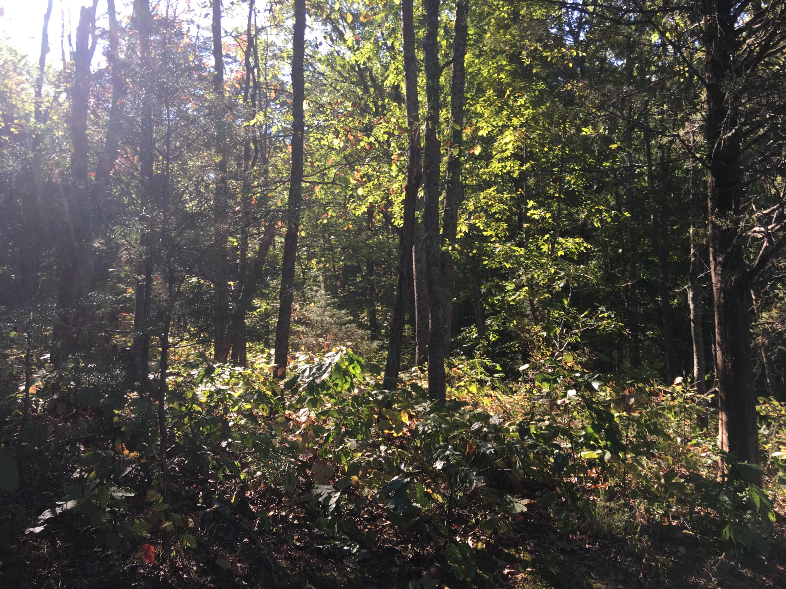 104-acres Rocky Springs Road Bean Station, TN 37708 - Photo 35 of 35 80 acres of woods