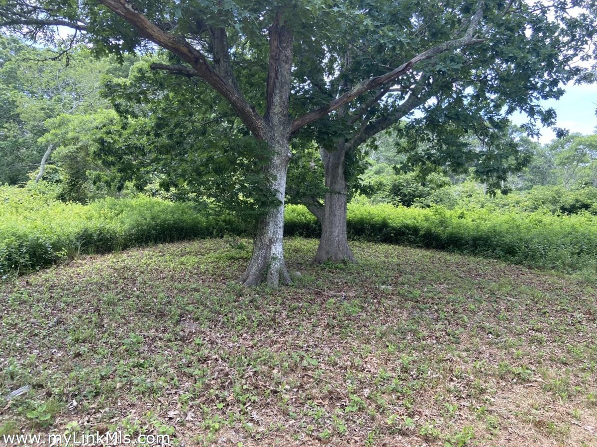 14 Ridge Road Aquinnah, MA 02535 - Photo 6 of 16 a view of a yard with a tree