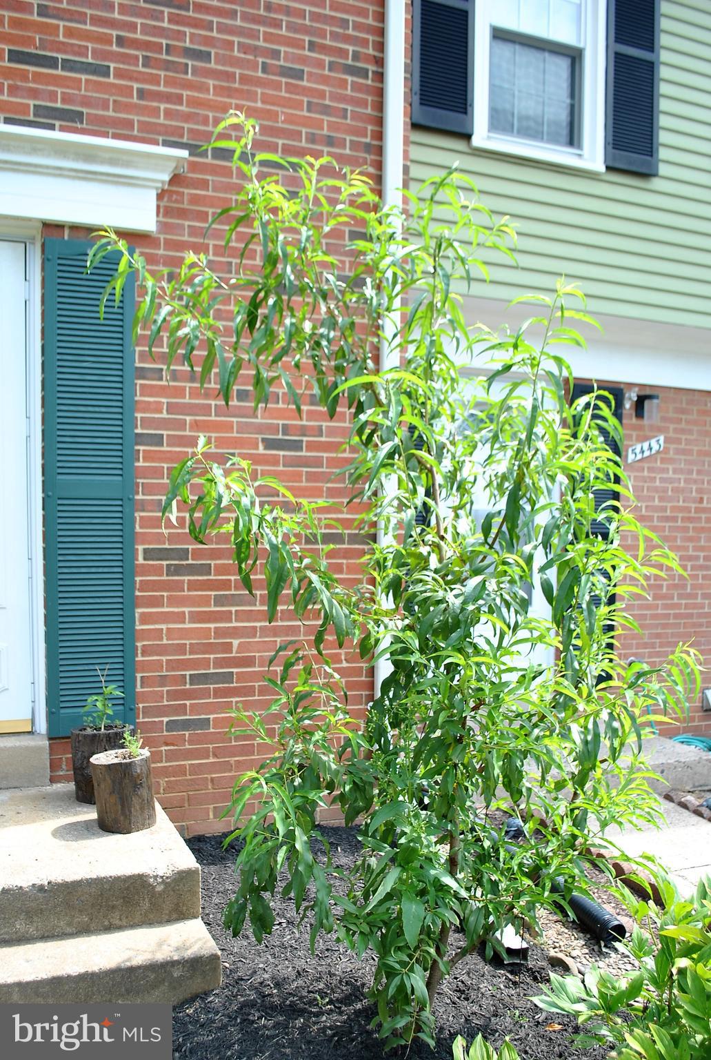 5441 Calvin Court Springfield, VA 22151 - Photo 21 of 40 Peach Tree