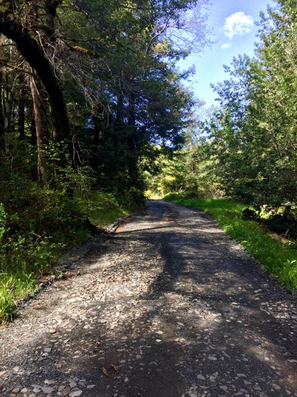 5-acres 5-acres Fish Creek Road Miranda, CA 95553 - Photo 4 of 4