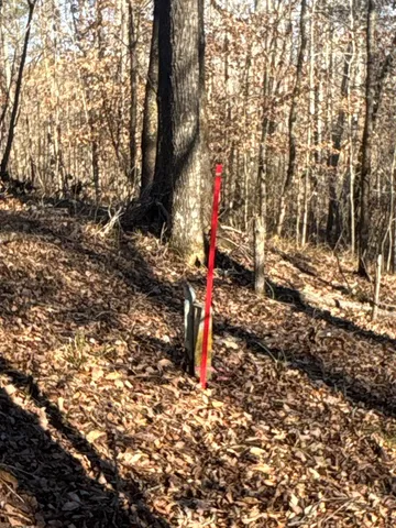 a flag is covered with tall trees