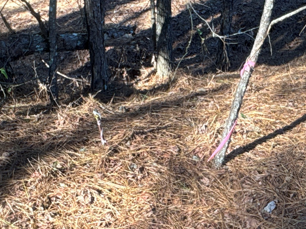 0 Geneva Highway Box Springs, GA 31801 - Photo 14 of 15 a view of a yard with plants and trees