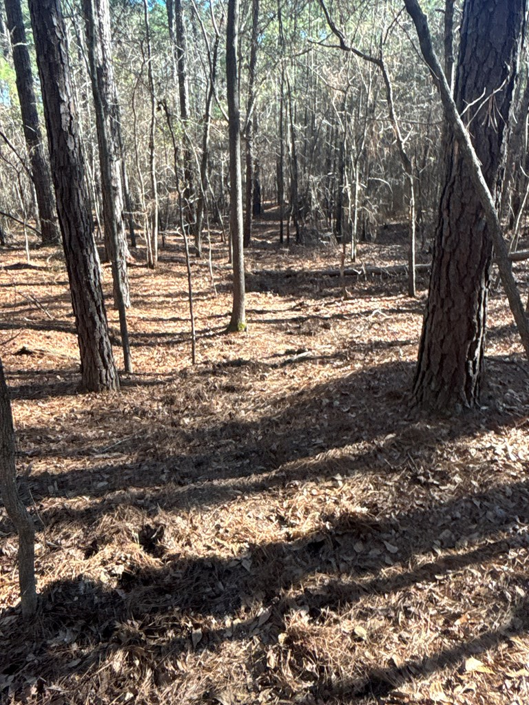 0 Geneva Highway Box Springs, GA 31801 - Photo 5 of 15 a view of a yard with trees