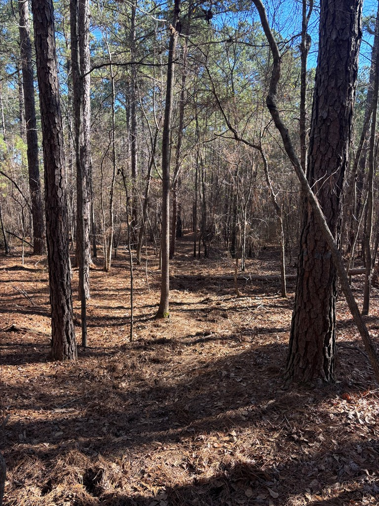 0 Geneva Highway Box Springs, GA 31801 - Photo 6 of 15 a view of a yard with trees