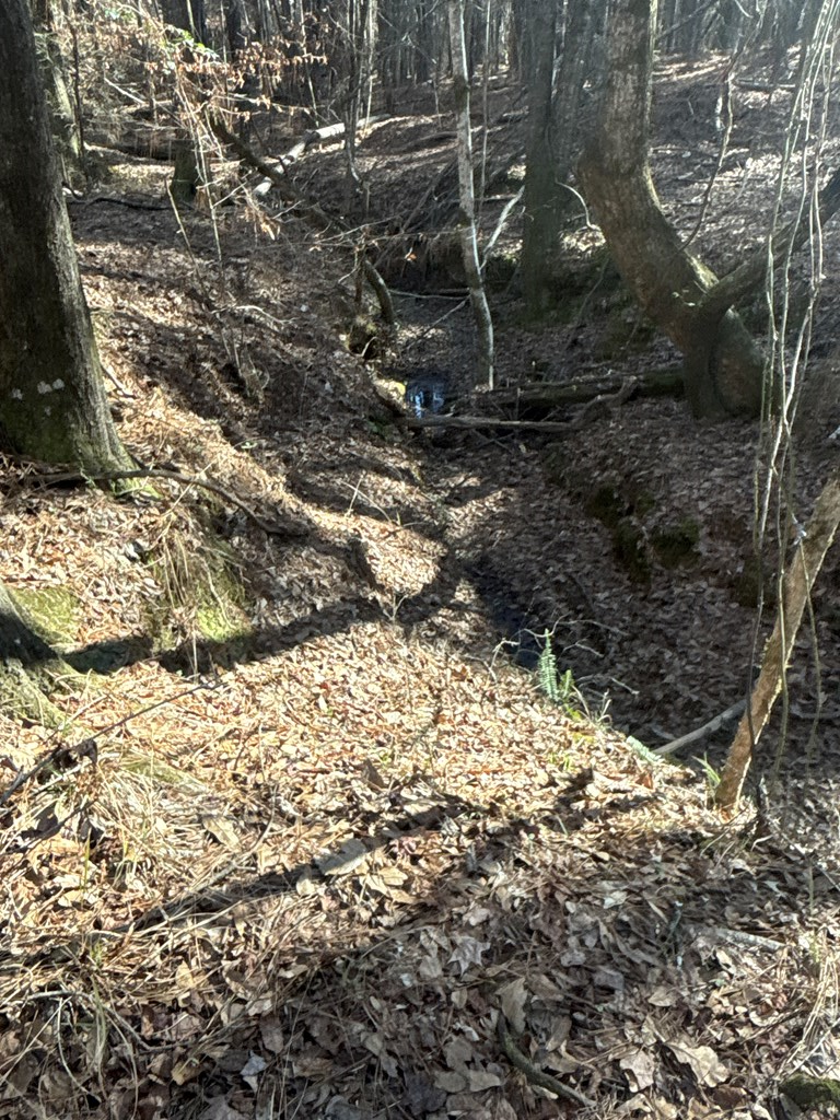 0 Geneva Highway Box Springs, GA 31801 - Photo 7 of 15 a view of a yard with plants and trees