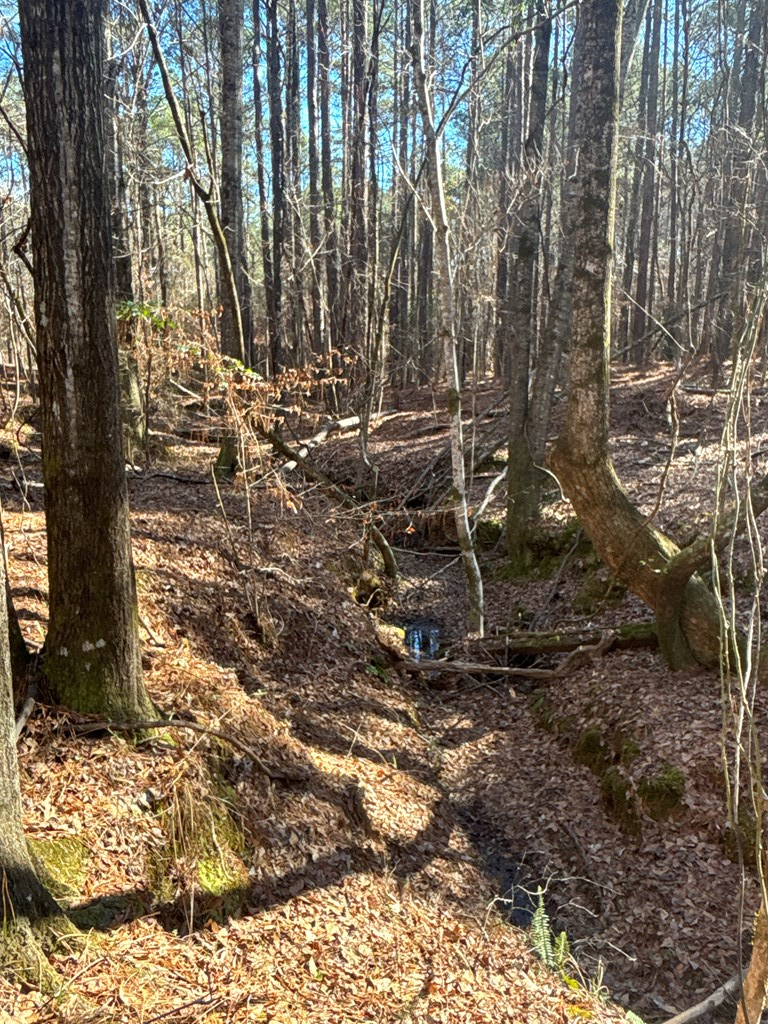 0 Geneva Highway Box Springs, GA 31801 - Photo 8 of 15 a view of outdoor space