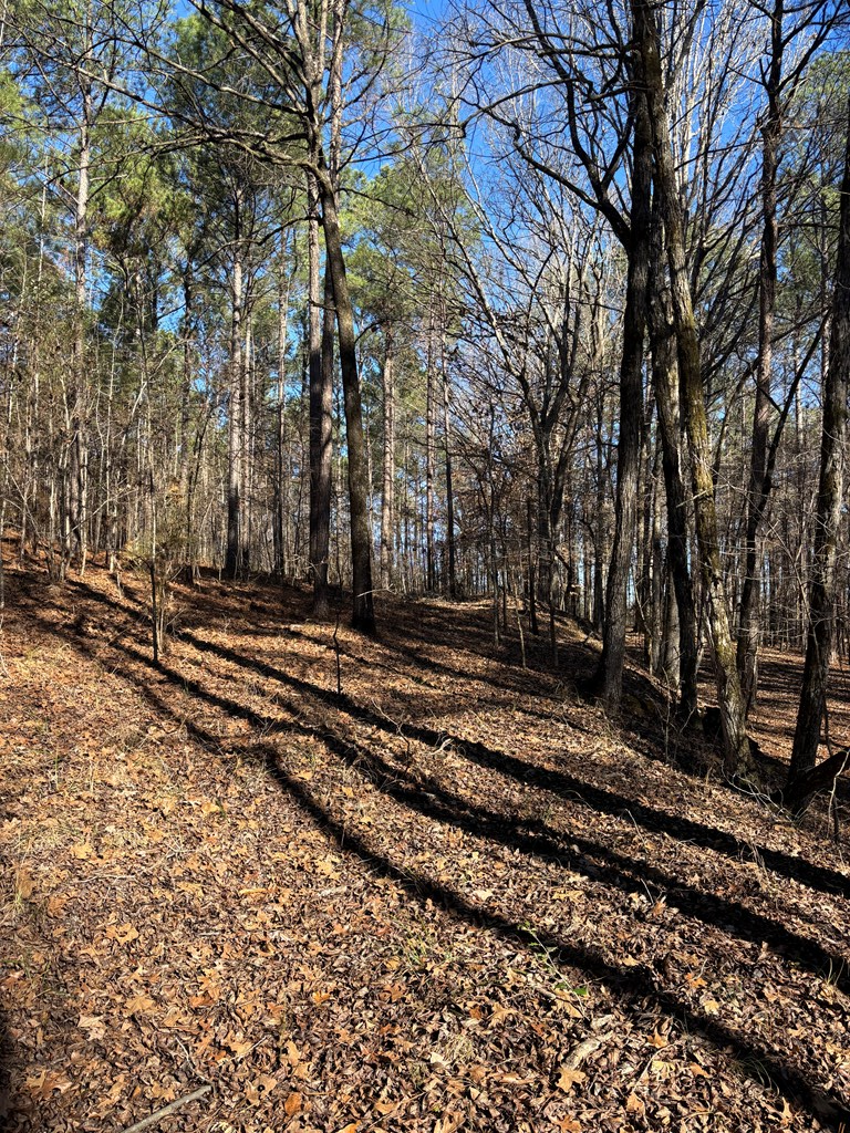 0 Geneva Highway Box Springs, GA 31801 - Photo 9 of 15 a view of a yard with wooden fence