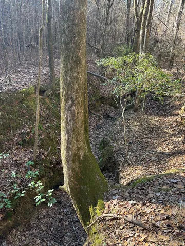 a view of a garden with large trees