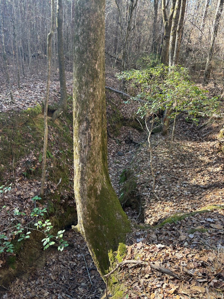 0 Geneva Highway Box Springs, GA 31801 - Photo 10 of 15 a view of a garden with large trees