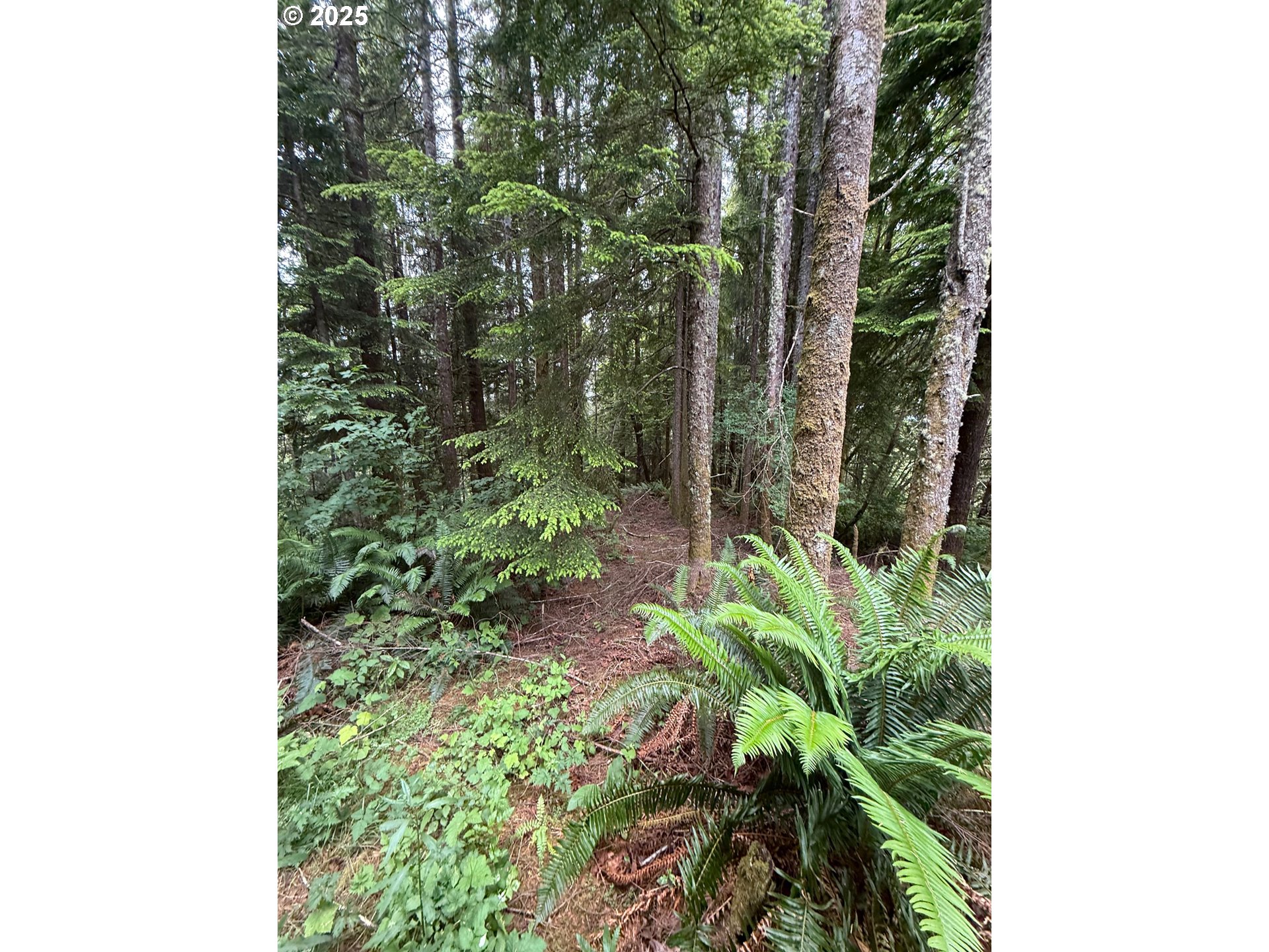0 Altoona-Pillar Rock Road Rosburg, WA 98643 - Photo 2 of 6 a close up of a plant in a garden