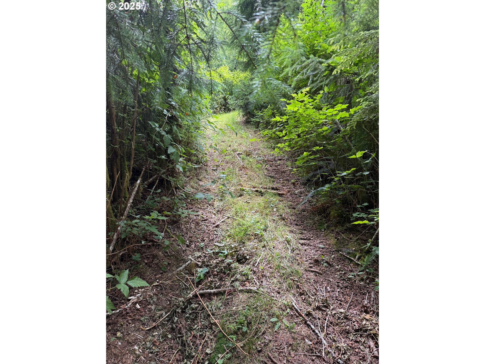 0 Altoona-Pillar Rock Road Rosburg, WA 98643 - Photo 3 of 6 a close up of a plant in a garden