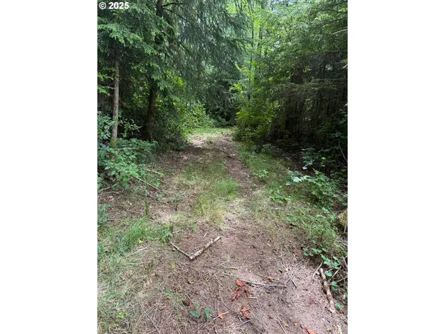a view of a forest with trees in the background