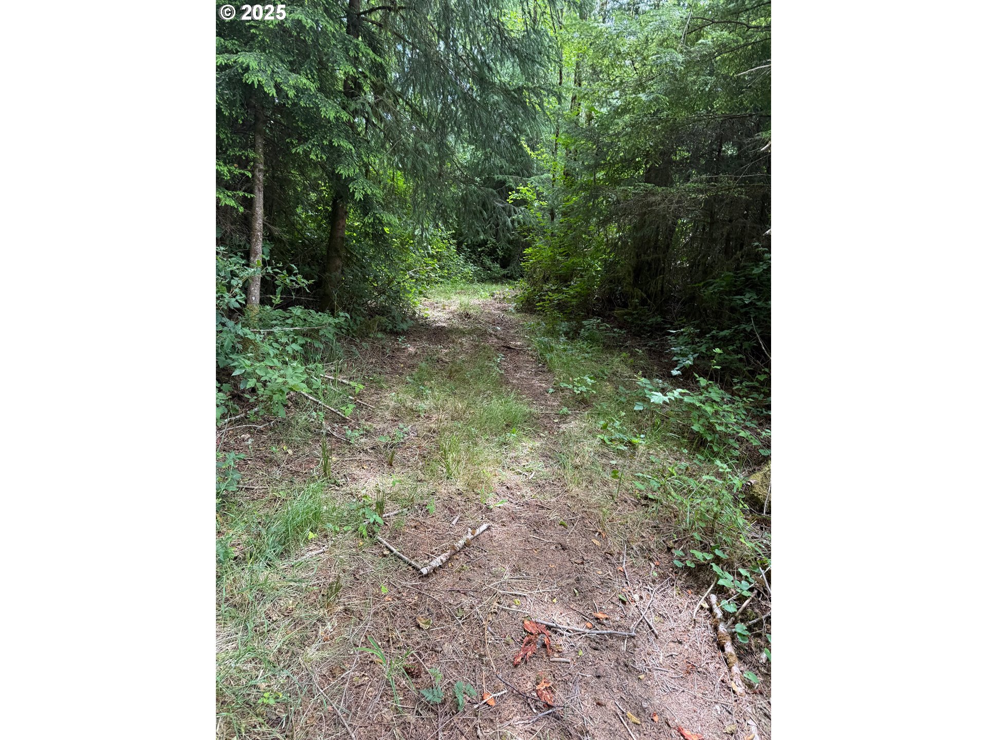 0 Altoona-Pillar Rock Road Rosburg, WA 98643 - Photo 4 of 6 a view of a forest with trees in the background