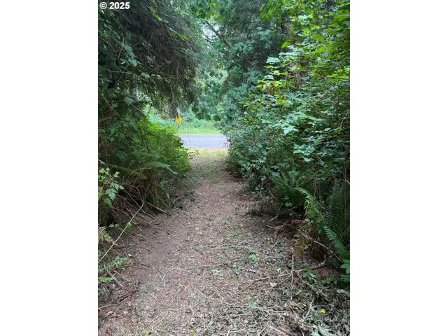 a view of a yard with plants and a tree