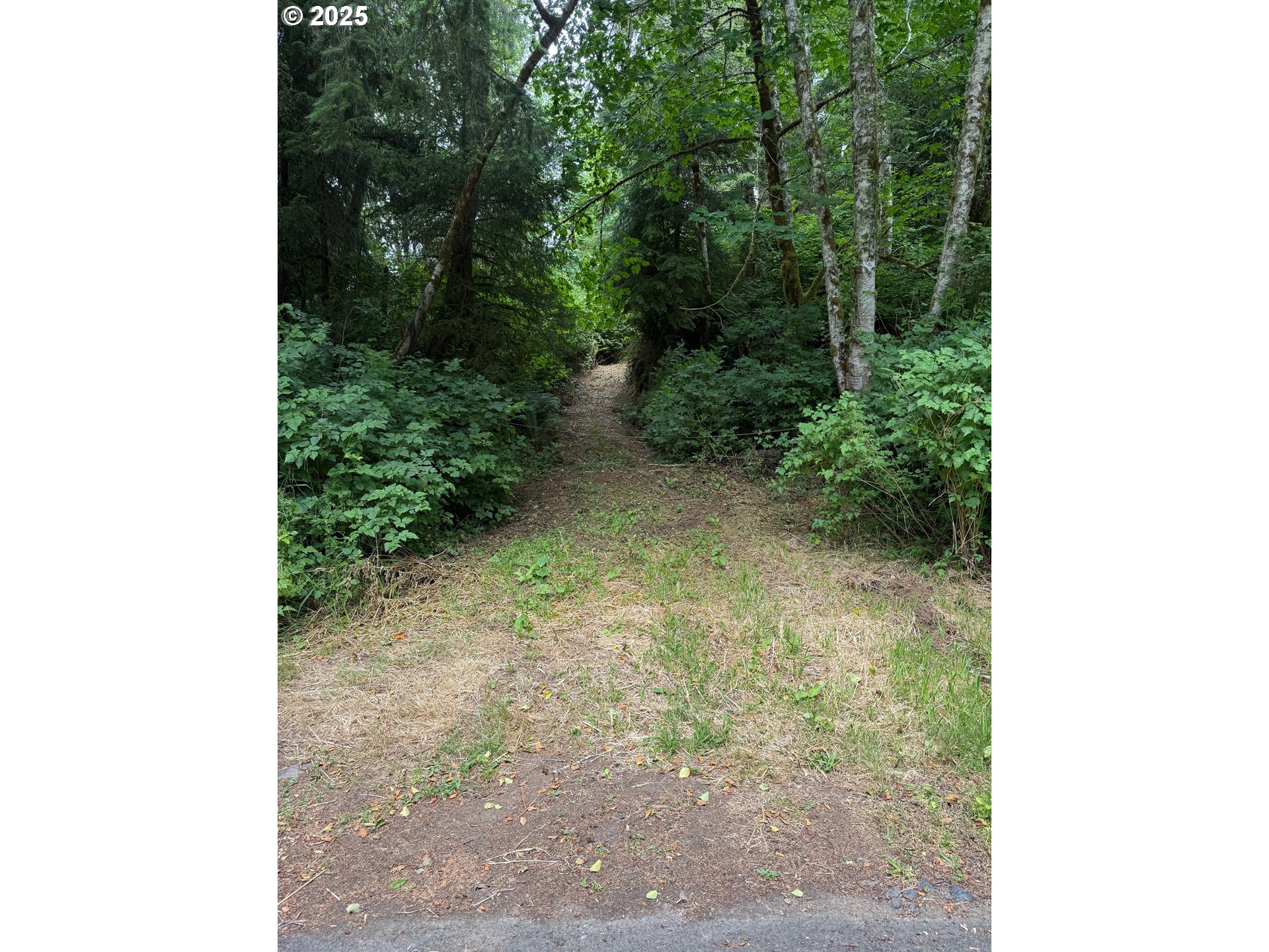 0 Altoona-Pillar Rock Road Rosburg, WA 98643 - Photo 6 of 6 a view of a yard with plants and trees