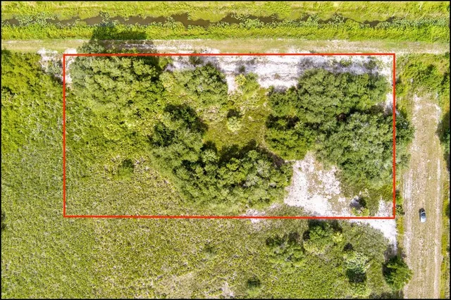 a view of a forest that has a tree