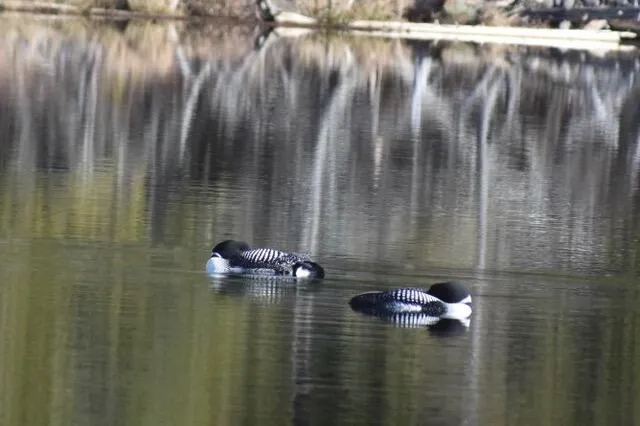 $558,000 | 22 Point Road, Guilford, ME 04443