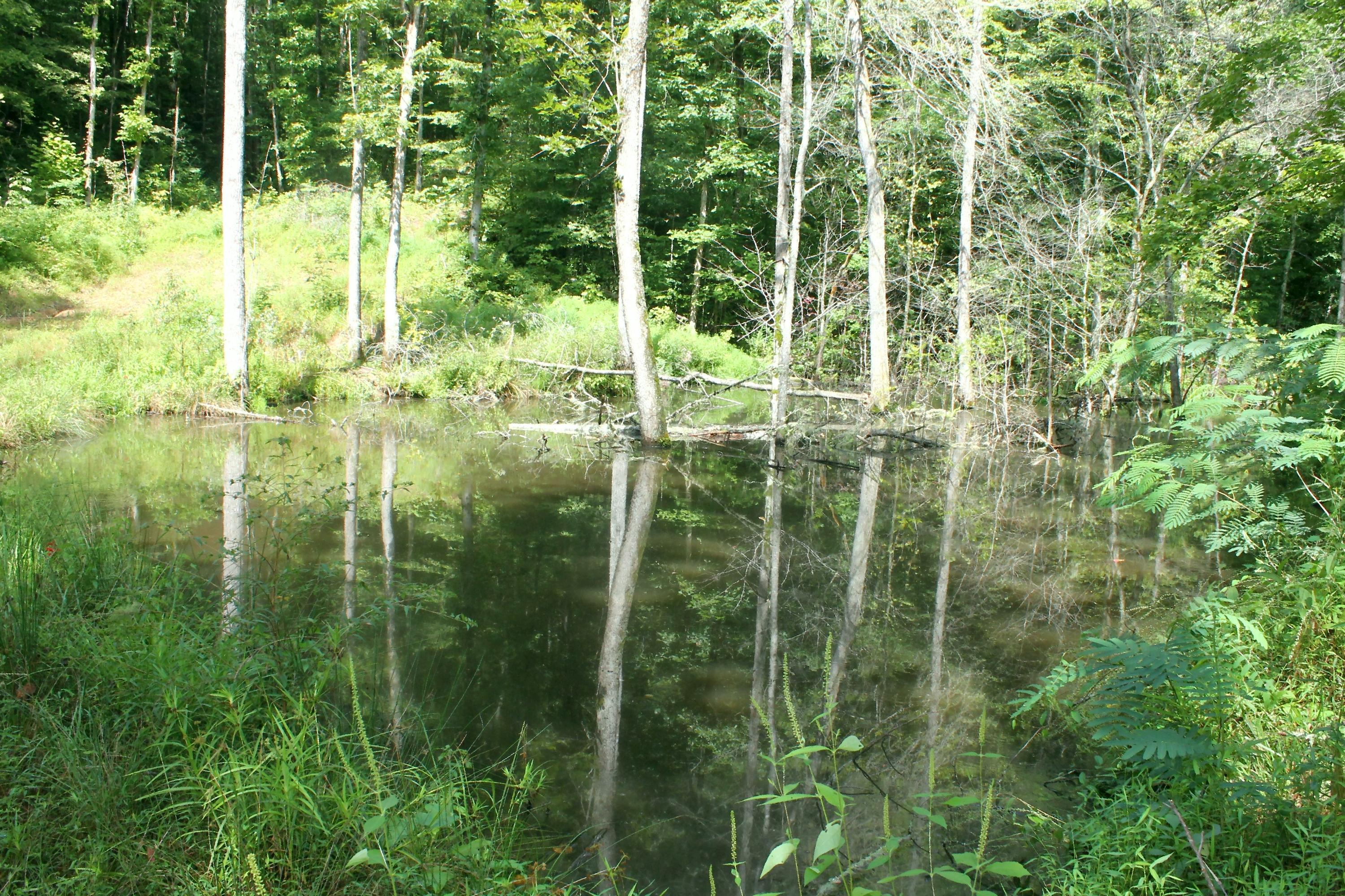 256 Bush Road Clinton, TN 37716 - Photo 34 of 35 POND