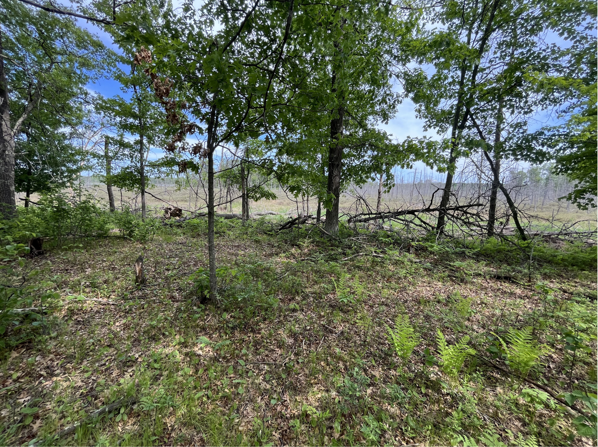 13384 Sorenson Lake Road Merrifield, MN 56465 - Photo 34 of 45