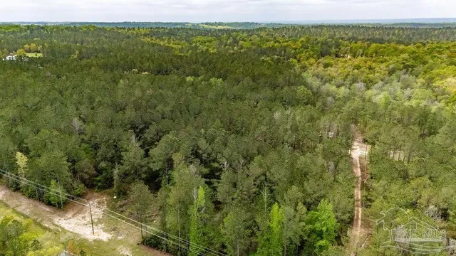 a view of a forest with trees