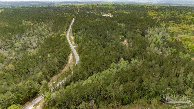 view of a forest with lots of trees