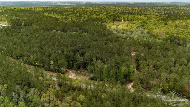 a view of a trees with of trees