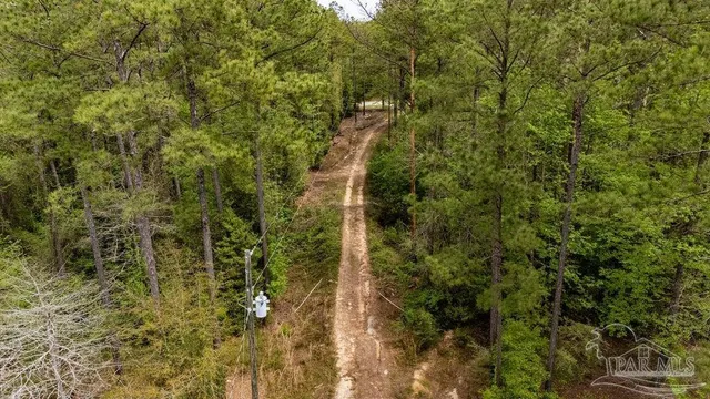 a view of a forest with trees in the background