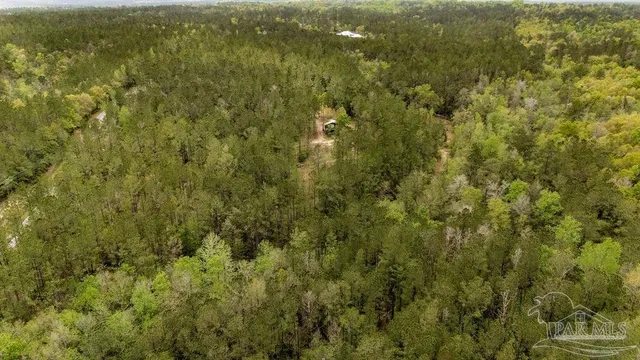 a view of a forest with a street