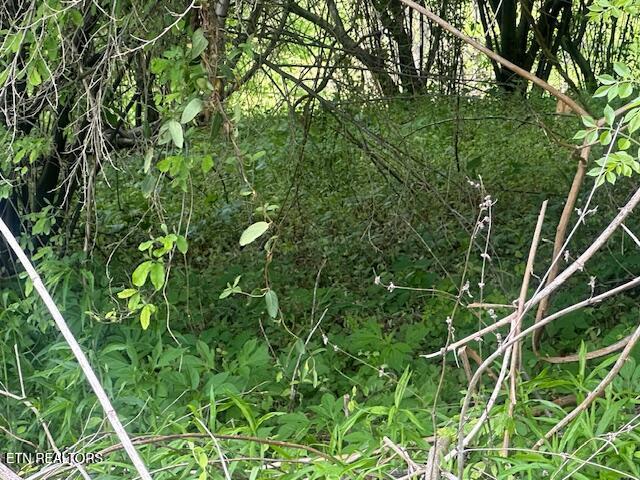 School House Road Evarts, KY 40828 - Photo 5 of 14 IMG_1942