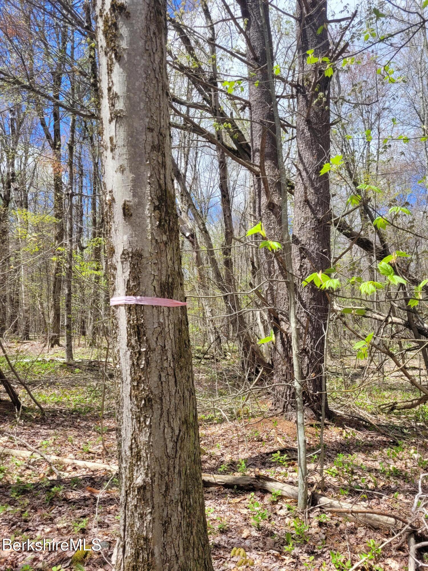 Lot 3 Town Hill Road Sandisfield, MA 01255 - Photo 8 of 16 20260501_123215