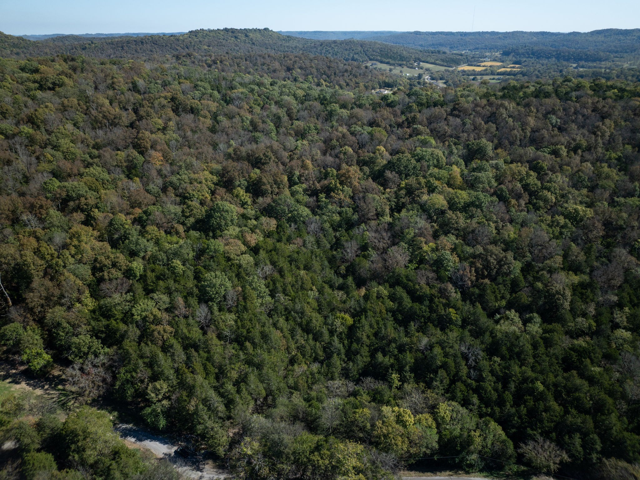 a view of a lush green forest with trees and some houses